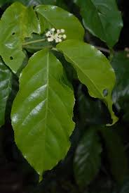 Image result for Lasiodiscus pervillei