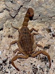 Despite it being a common name, many people still spell it wrongly. Scorpion 4853 Scorpion Arachnids Arachnids Spiders