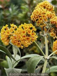 Image result for Buddleja pulchella