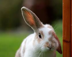 Image result for bunny