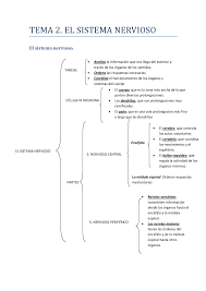Maybe you would like to learn more about one of these? Tema 2 El Sistema Nervioso 5Âº Primaria Ccnn Docsity
