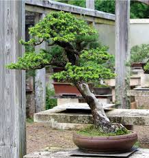 Cones are 1/4 in diameter, blue or purple and have scales. Australian Bonsai Gallery Old Atlantic Cedar