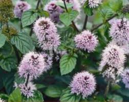 Image result for Mentha aquatica