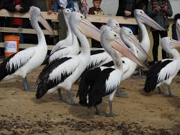 Pelican Feeding At San Remo Fishermen S Co Op Australia Island Holidays Island Island Holiday