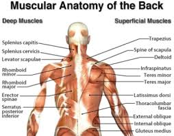 (as in hammering, rowing, swimming). Back Massage Who Should Have One Mobile Massage In York