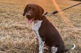 Image result for Malý münsterlandský ohař