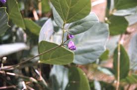 Image result for Neorautanenia mitis