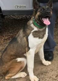 Check spelling or type a new query. Dog For Adoption Hachii An Akita German Shepherd Dog Mix In Jacksonville Fl Petfinder