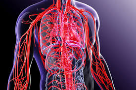 The capillaries, which enable the actual exchange of water and chemicals between the. Blood And Blood Vessels Healthdirect