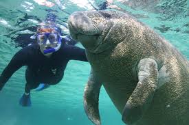 Image result for manatees blue spring state park route