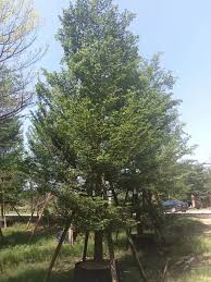 Image result for Terminalia neotaliala