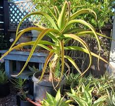 Image result for Aloe arborescens × inyangensis