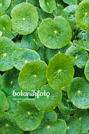 Image result for Hydrocotyle bonariensis
