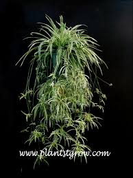 Image result for Chlorophytum ruahense