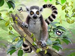 Ringtailed Lemur Selfie Wall Mural Wallsauce Eu Lemur Jungle Animals Cute Animals