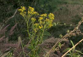 Image result for Senecio inornatus