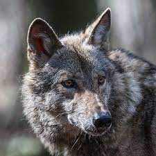Like Most Other Wolves Typically Only Dominant Pairs Of Steppe Wolves Will Mate These Wolves Breed Between January And April After A 6 Breeds Steppe Animals