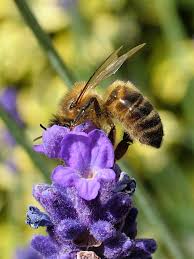 By transferring pollen from flower to flower they allow plants to reproduce and at the same time yield fruit. Research Reveals Why Plant Diversity Is So Important For Bee Diversity Eurekalert Science News