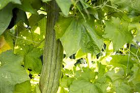Image result for Luffa