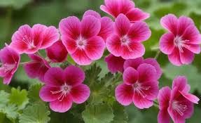 Image result for Geranium