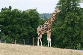 This mammal is the tallest in the world, with male giraffes growing as tall as 18 feet. Spine By Sabastian Enriquez