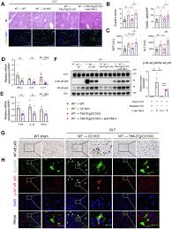 Peyton Meyers Taboo Tapes - Uncensored Adult Material