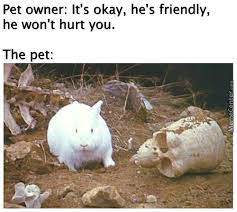 Does That Look Like The Face Of Mercy Funny Animal Images Stupid Memes Best Funny Pictures