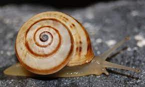 Where can you find garden snails. White Garden Snail Theba Pisana