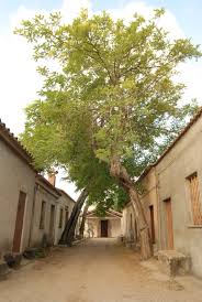Abbiamo trovato poche strutture a san salvatore di sinis, abbiamo selezionato anche quelle nei dintorni. San Salvatore Di Sinis Bachile Bertula Agriturismo