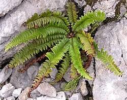 Image result for Polystichum sinense