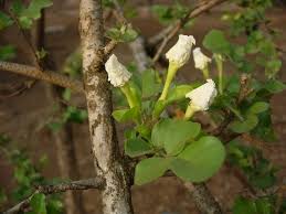 Image result for Dolichandrone alba