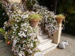 Image result for Aframomum polyanthum