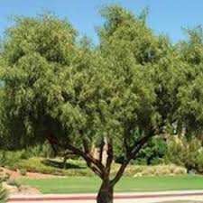 Image result for Searsia acuminatissima