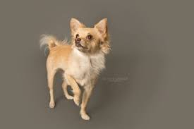 We foster our dogs in the homes of volunteers. Animals Available To Adopt In Concord California Bay Area Animal Rescue