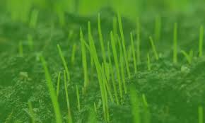 Is a small business that serves brevard & indian river counties. Kathleen S Lawn Shrub Care Lawn Care Experts In Csra Kathleen S Lawn Ornamental Pest Control