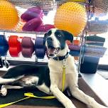 Dog Basic 2 Class