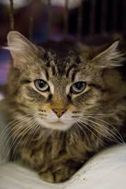 Adopt Casper On Cats Pets Animals