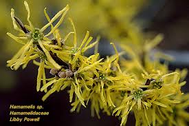 Image result for Hamamelidaceae