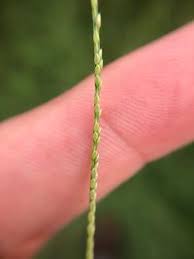 Image result for Digitaria longiflora