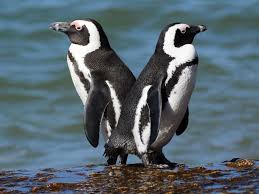 As you may already know there are about 17 species of penguins. African Penguin Spheniscus Demersus Boulders Beach Western Cape South Africa African Penguin Penguins Cute Penguins