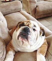 Wha Chu Mean No Dog Park Today Bulldog Bulldog Breeds Bulldog Dog