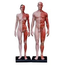 Zygote body is a free online 3d anatomy atlas. Art Human Body Model Teaching Drawing Cg Design Art Sculpture Muscle Structure Skeletal Anatomy Reference Model Educational Equipment Aliexpress