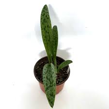 Image result for Drimiopsis