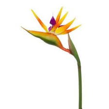 Home of australia's finest real touch artificial flowers, arrangements, hampers and gifts. 39 Artificial Native And Tropical Ideas Artificial Flowers Flowers Artificial