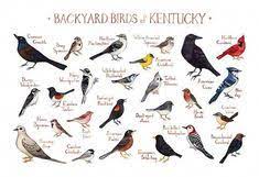 Kentucky Backyard Birds Field Guide Art Print Watercolor Etsy In 2021 Bird Poster Guided Art Backyard Birds
