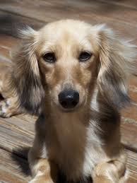 ❮ ❯ the long haired dachshund is a feisty little wiener dog with long and wavy hair. Shaded English Cream Long Haired Dachshund If And When I Am Ever Ready To Replace Loopy It Will Be With This Kind Of Dachshund Breed Clever Dog Dachshund Dog