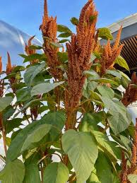 Image result for Amaranthus cruentus