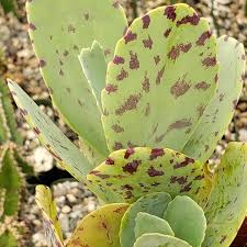 Kalanchoe Marmorata Plants Planting Flowers Colorful Leaves