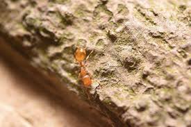 Elle veut devenir la plus grosse femme du monde. Comment Font Les Fourmis Pour Se Soigner Se Guerir Et Ne Pas Vieillir