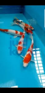 Apalagi memelihara ikan koi tidak selalu harus membutuhkan area yang besar. Cara Membuat Kolam Ikan Koi Yang Benar Jualkoi Id